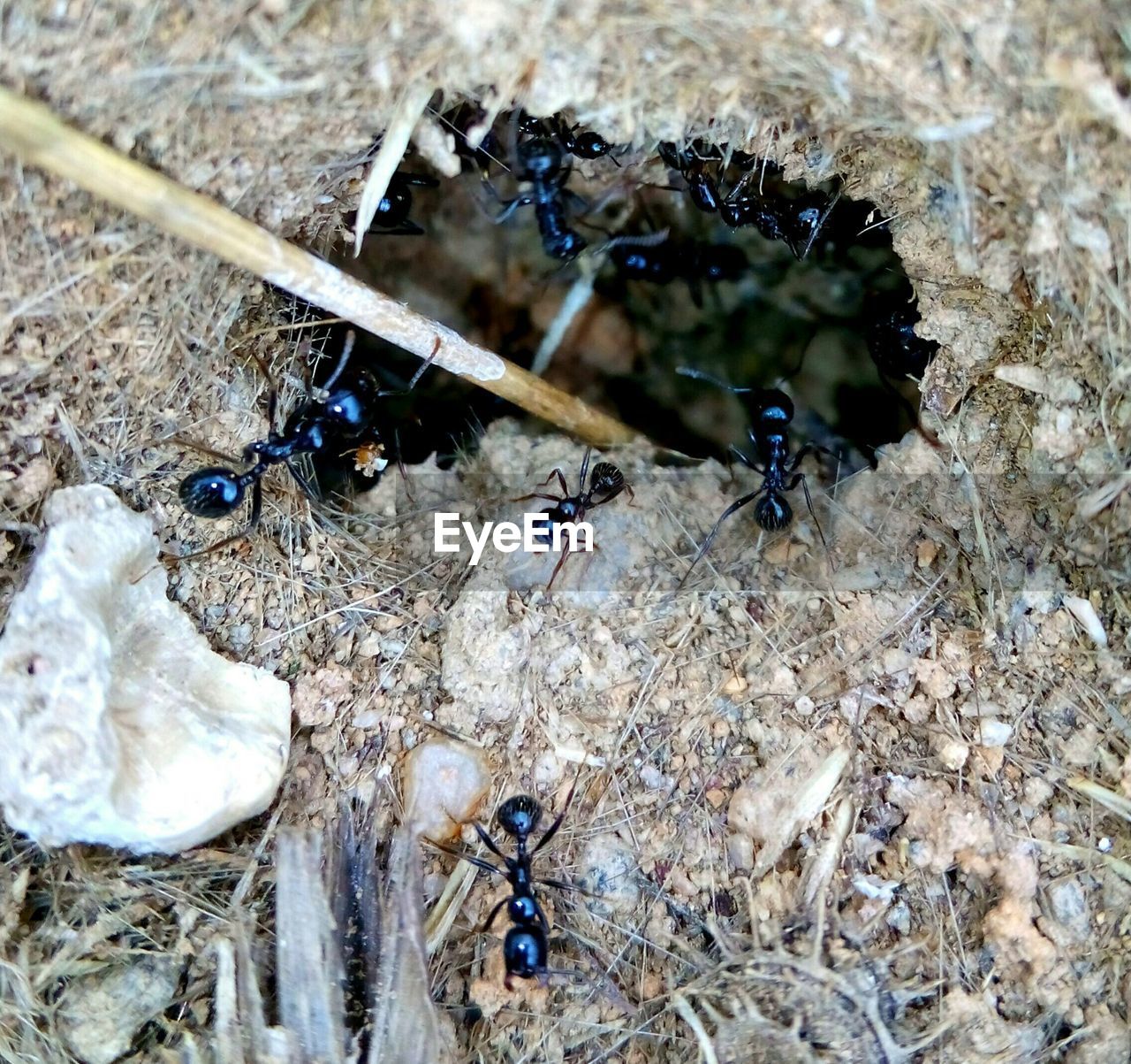 HIGH ANGLE VIEW OF BEE ON THE GROUND