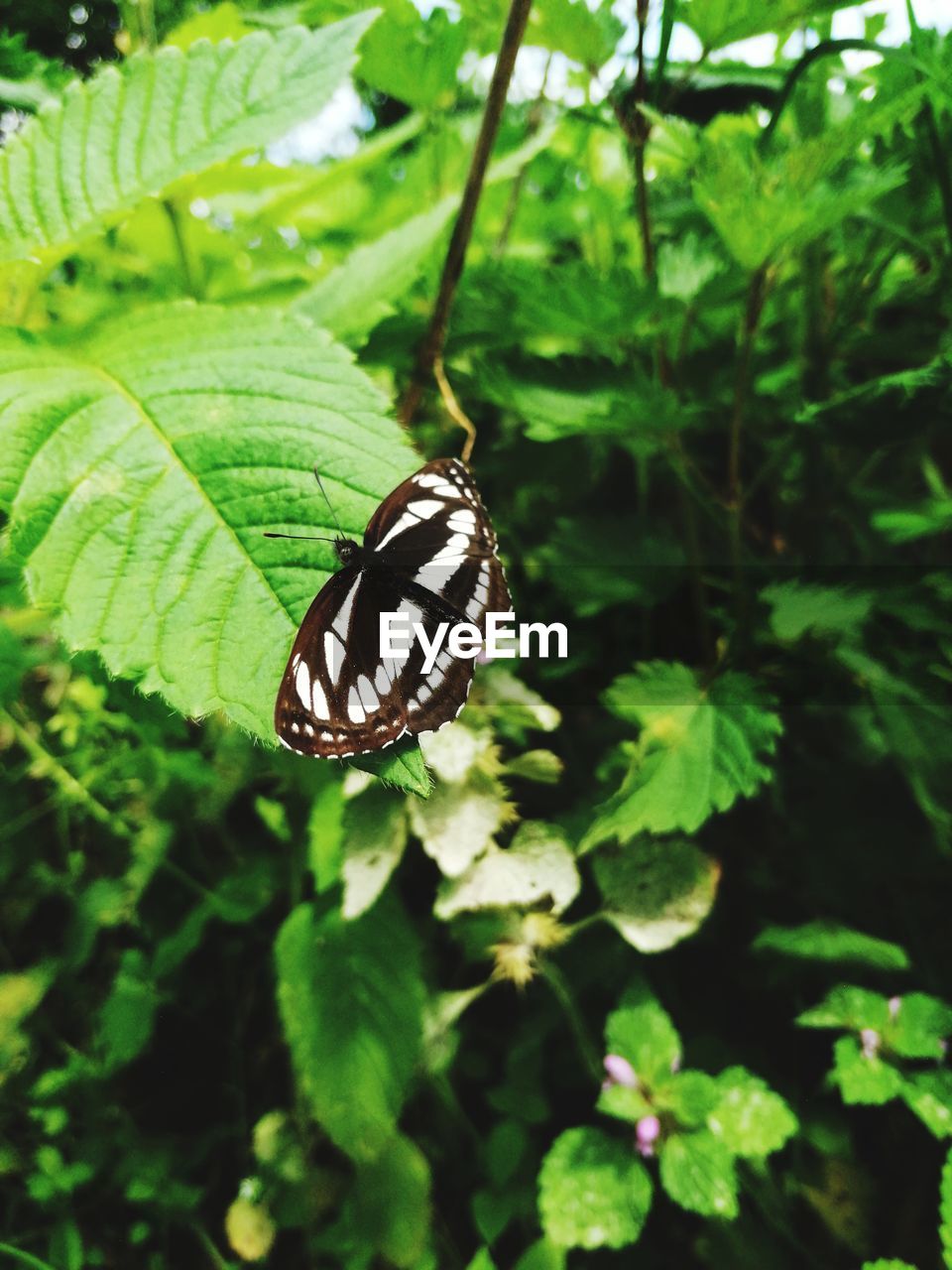 BUTTERFLY POLLINATING ON LEAF