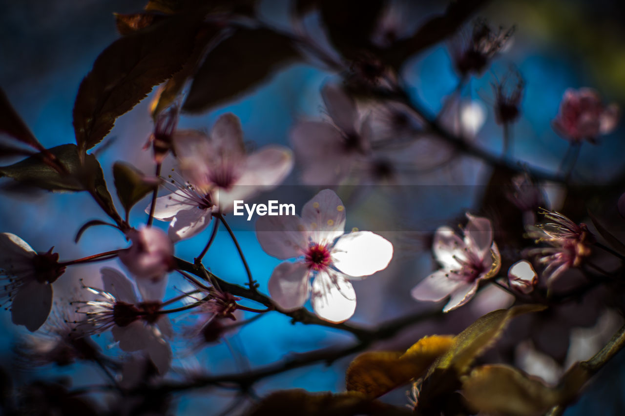 CLOSE-UP OF FLOWERS GROWING ON TREE