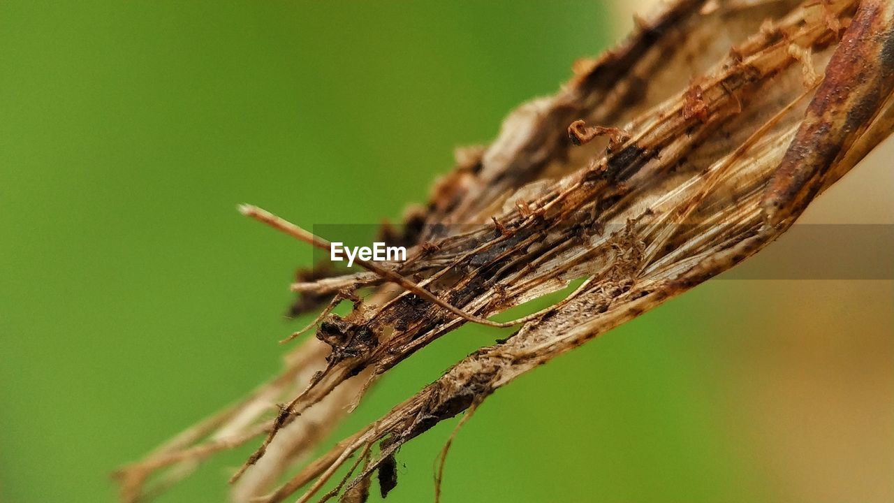 CLOSE-UP OF GRASSHOPPER