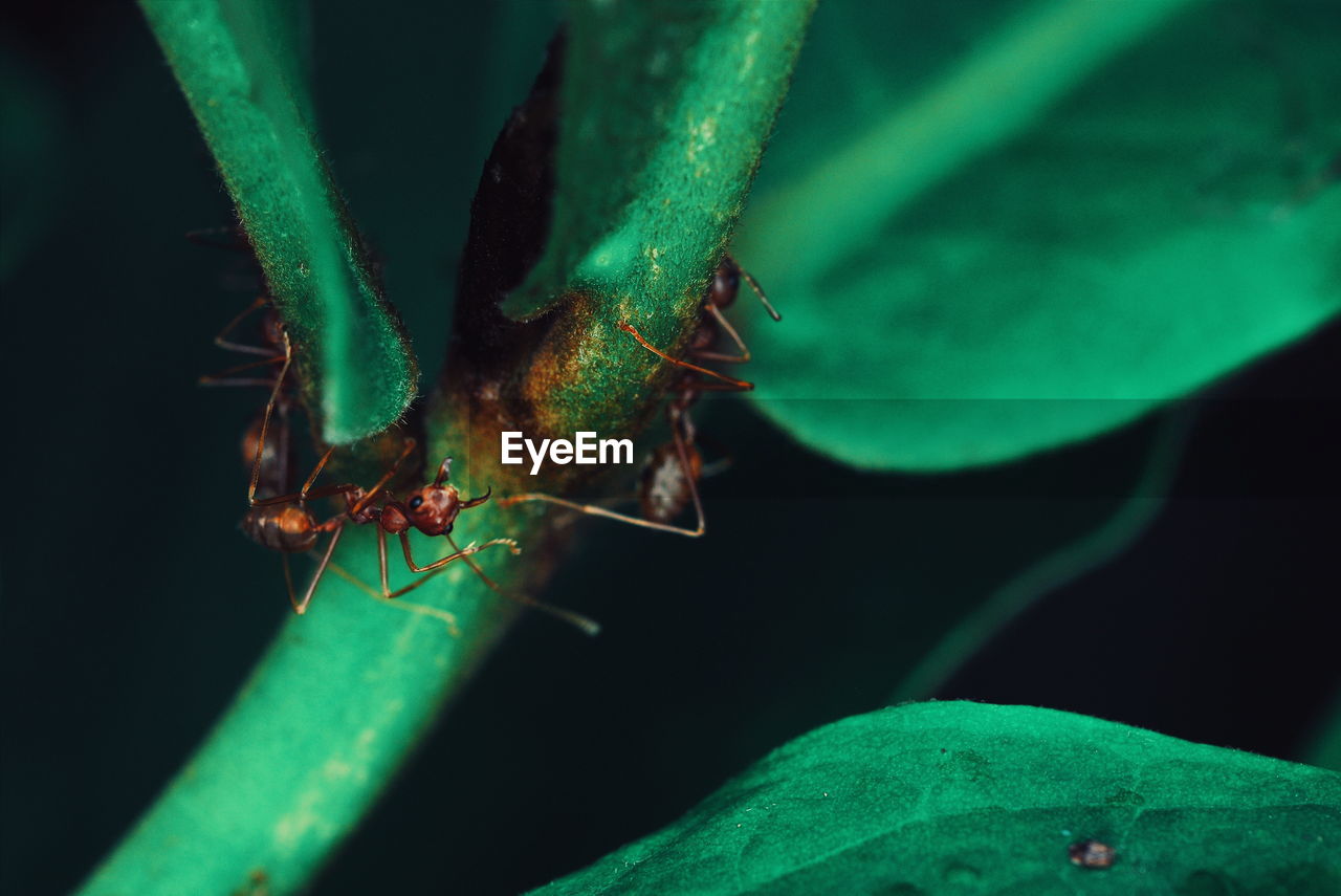 CLOSE-UP OF GRASSHOPPER ON PLANT