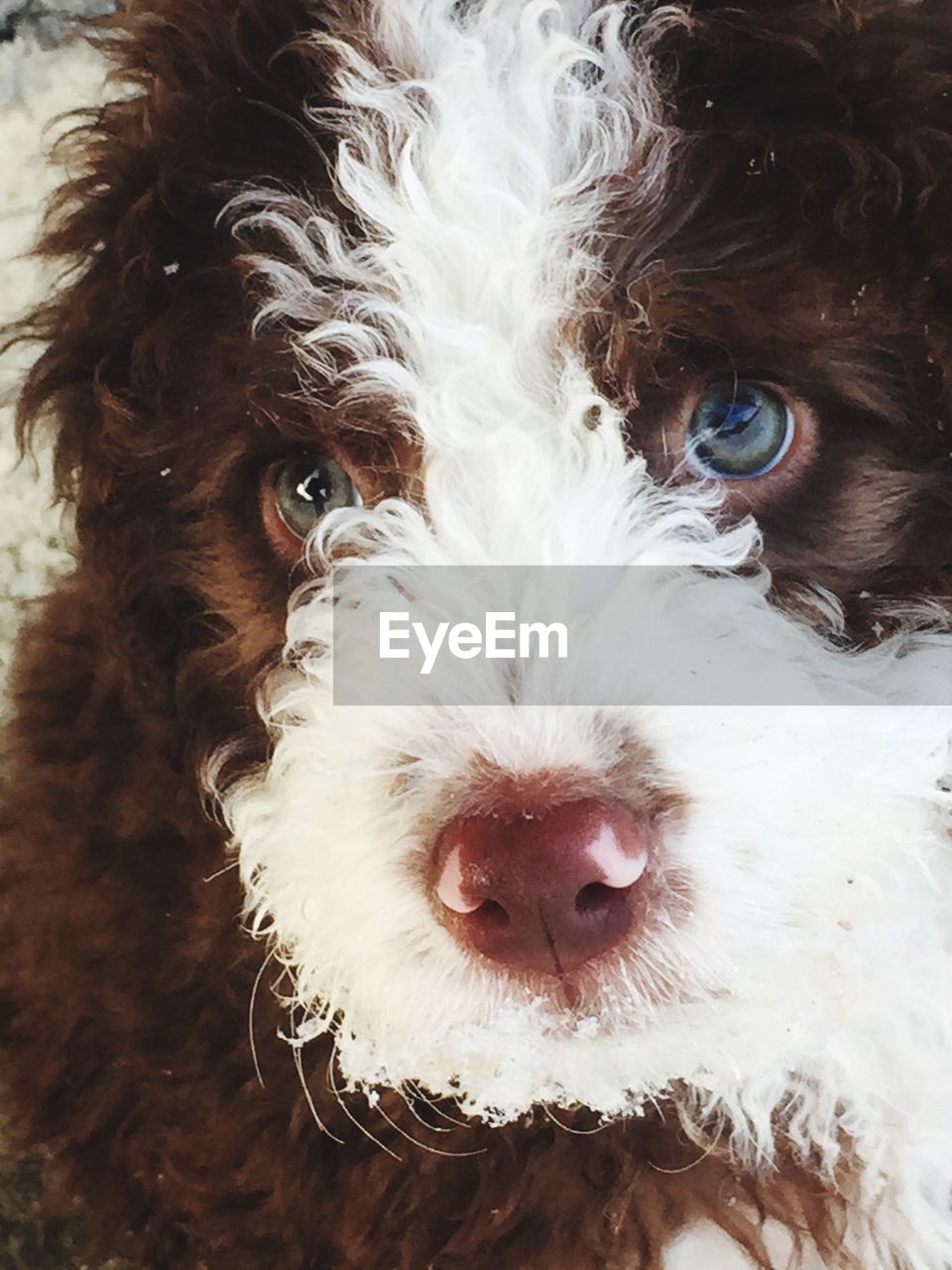 Close-up portrait of a dog