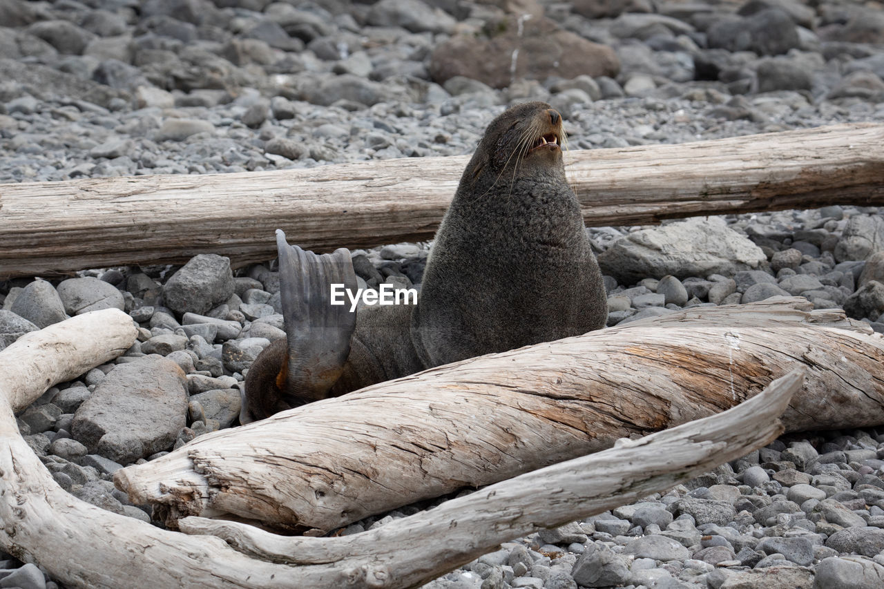 animal themes, animal, animal wildlife, wildlife, seal, nature, no people, sea lion, one animal, mammal, wood, rock, underwater, relaxation, land, day, sea, aquatic mammal, beach, resting, harbor seal, outdoors, water, marine mammal