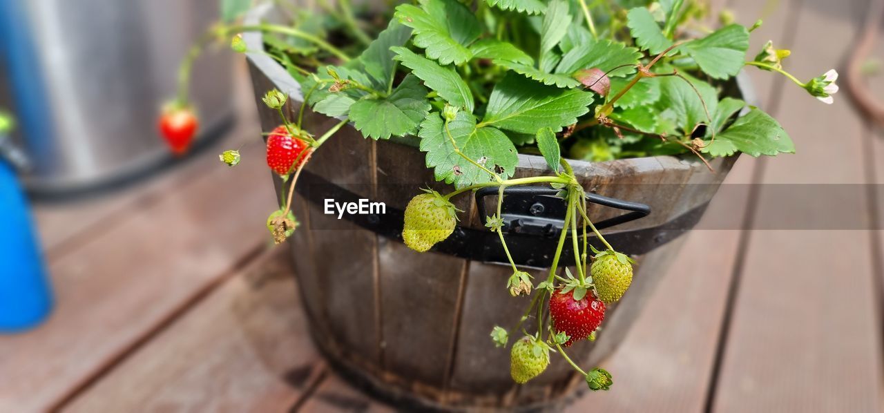 HIGH ANGLE VIEW OF FRUITS ON PLANT