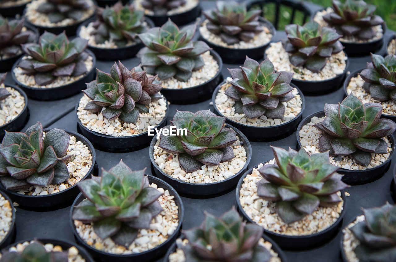 HIGH ANGLE VIEW OF SUCCULENT PLANT