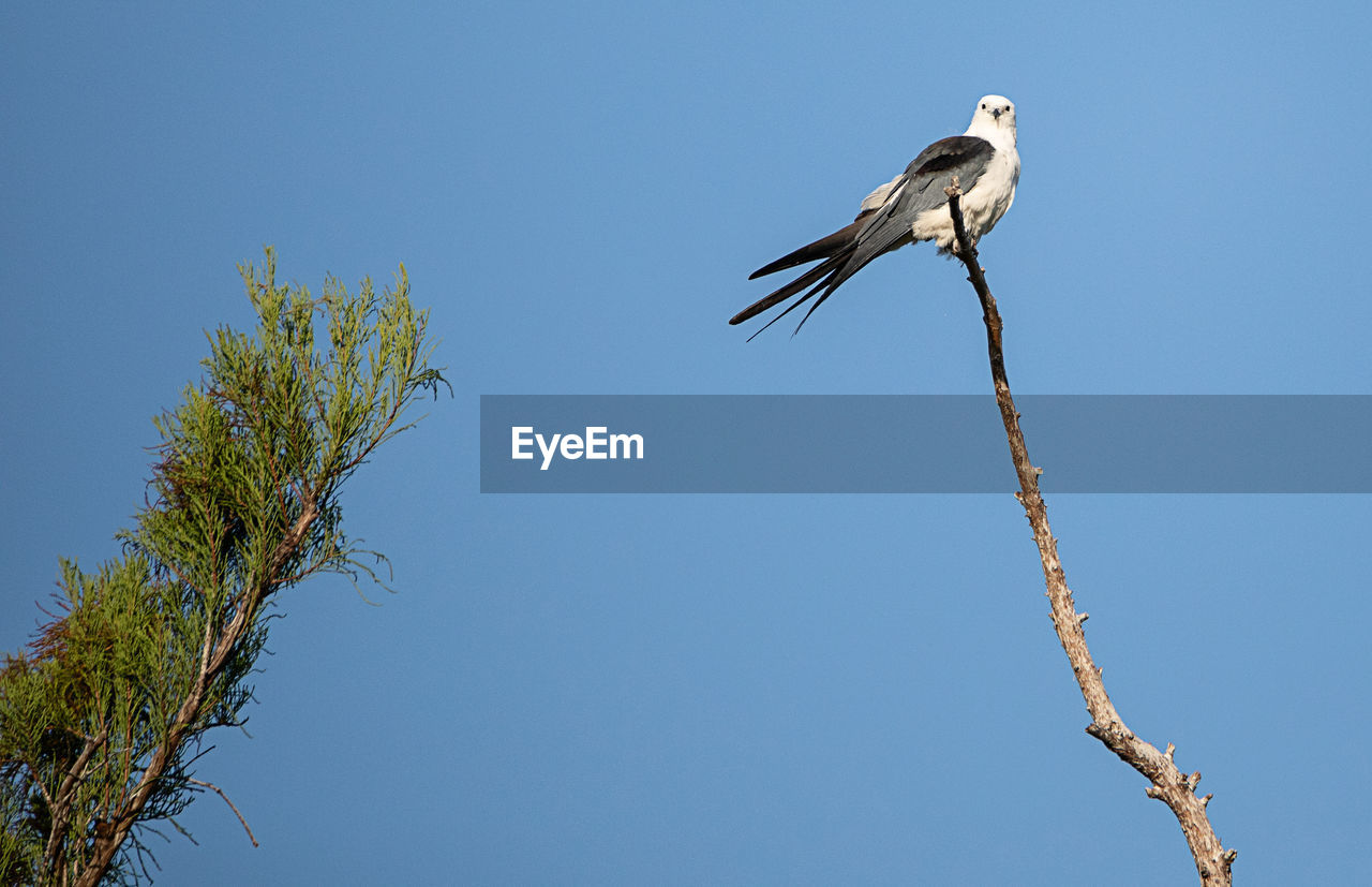 Swallow-tailed kite perches high in a tree and preens his feathers in the corkscrew swamp sanctuary 