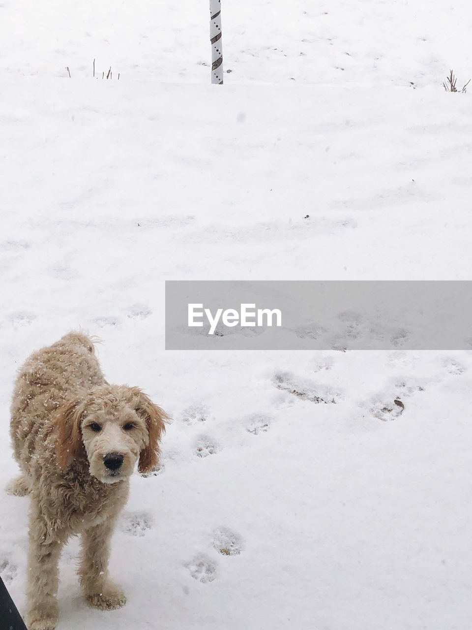 DOG IN SNOW COVERED LAND