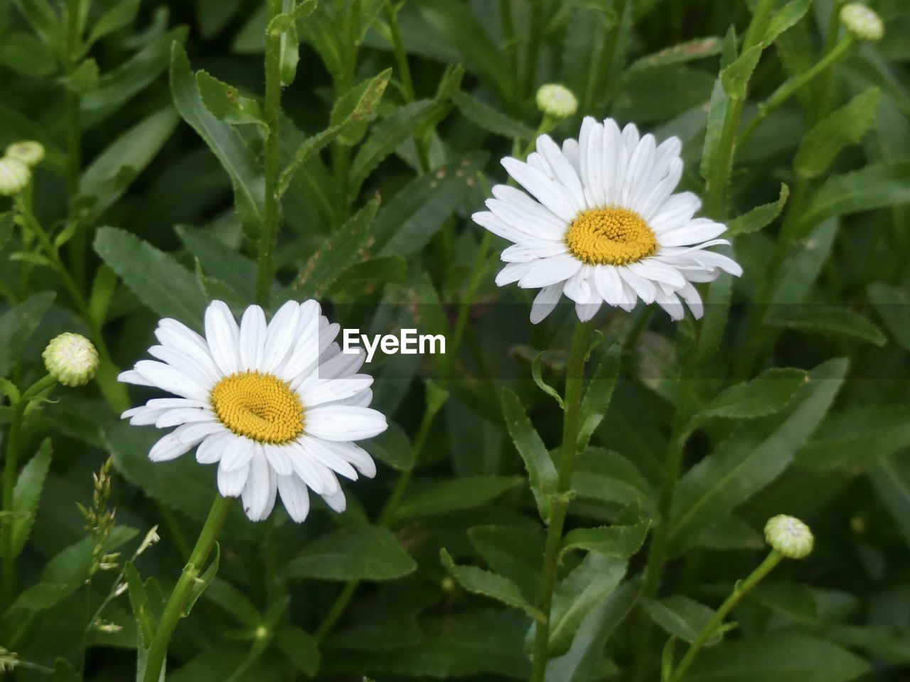 flower, flowering plant, plant, freshness, beauty in nature, petal, growth, flower head, daisy, nature, fragility, white, close-up, inflorescence, plant part, leaf, pollen, green, meadow, no people, field, botany, grass, outdoors, wildflower, yellow, summer, day, springtime, herb