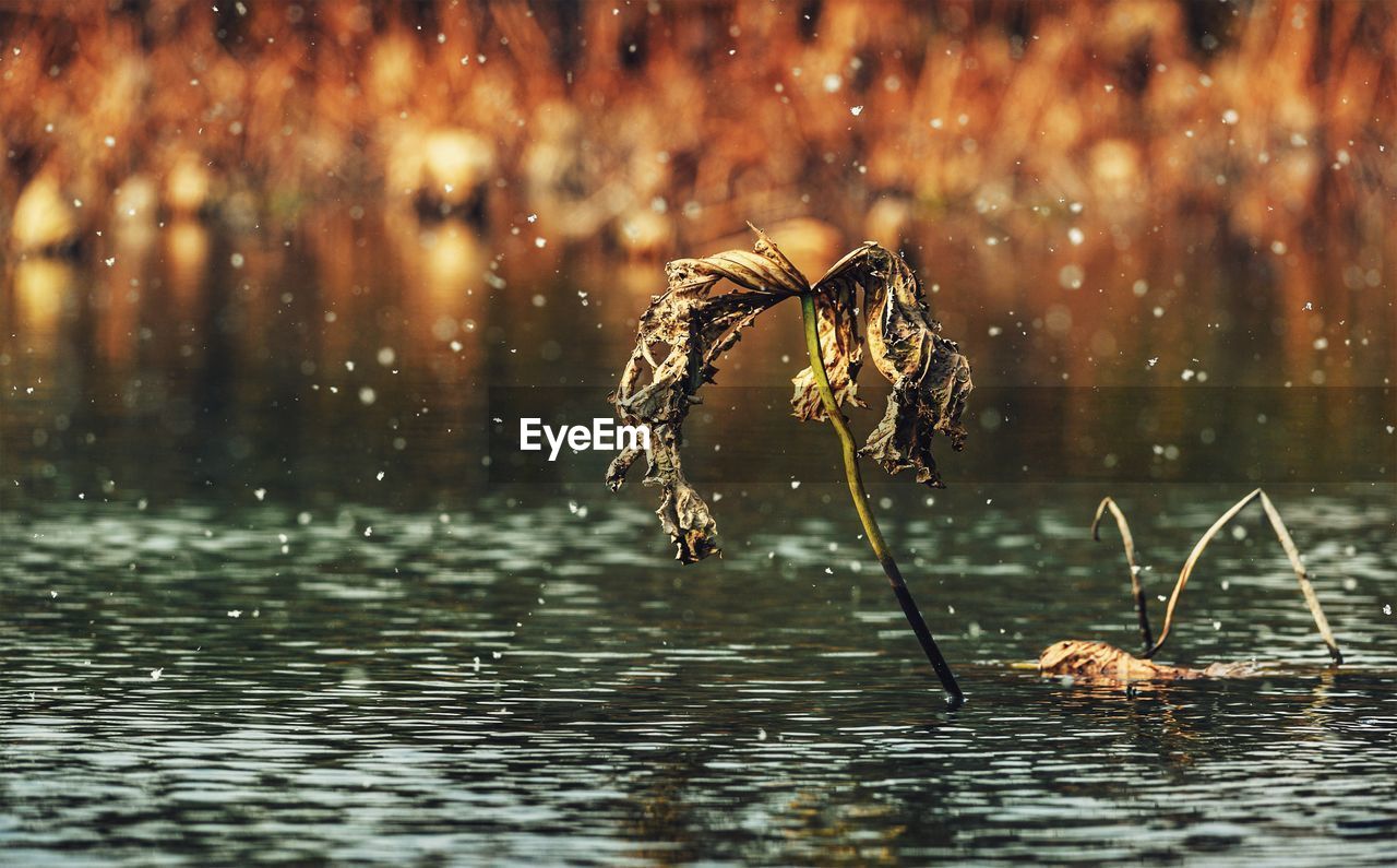 Close-up of water splashing in lake during winter