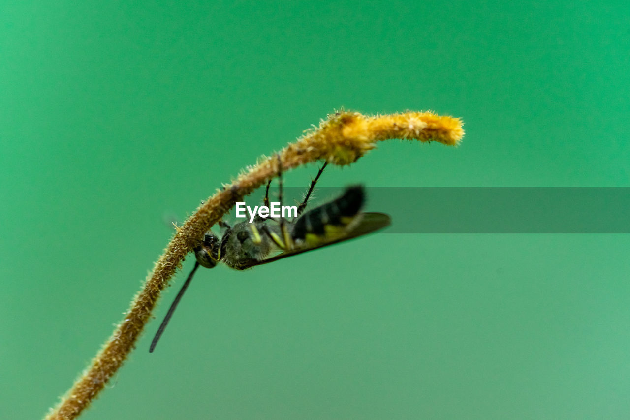 Close-up of insect over green background