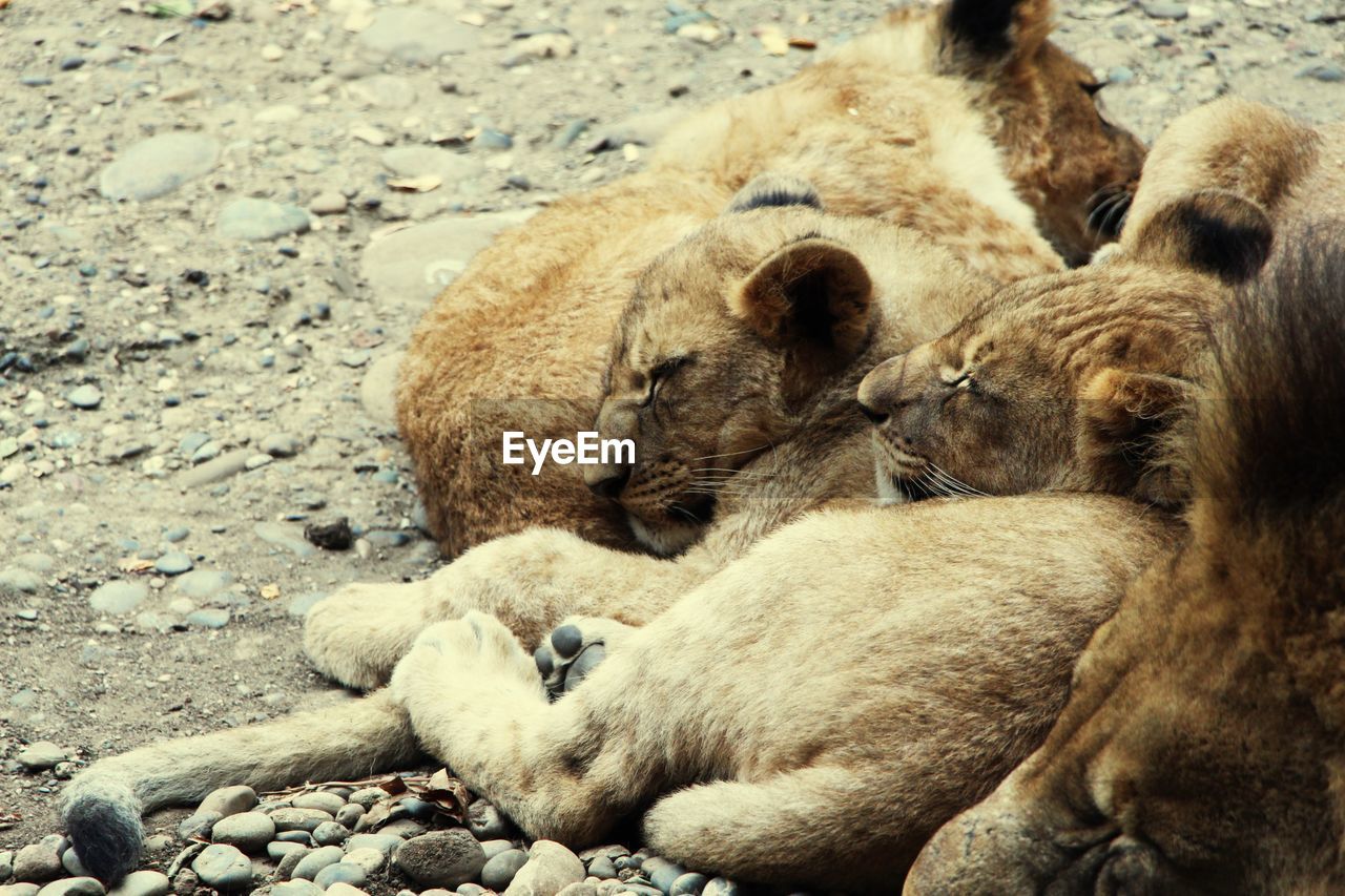 Close-up of lions