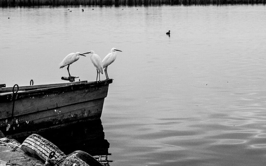 Herons perching on boat in lake