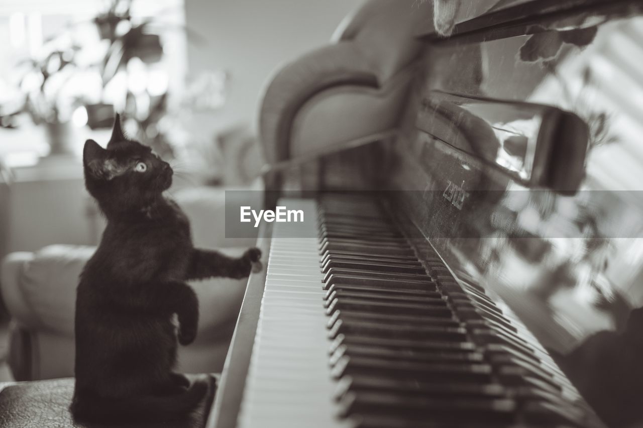 piano, black, musical keyboard, musical instrument, musical equipment, piano key, cat, white, music, animal, mammal, animal themes, monochrome, black and white, carnivore, indoors, pianist, domestic animals, one animal, arts culture and entertainment, pet, string instrument, sitting, keyboard, monochrome photography, selective focus, keyboard instrument, domestic cat, home interior, feline, electronic instrument, no people