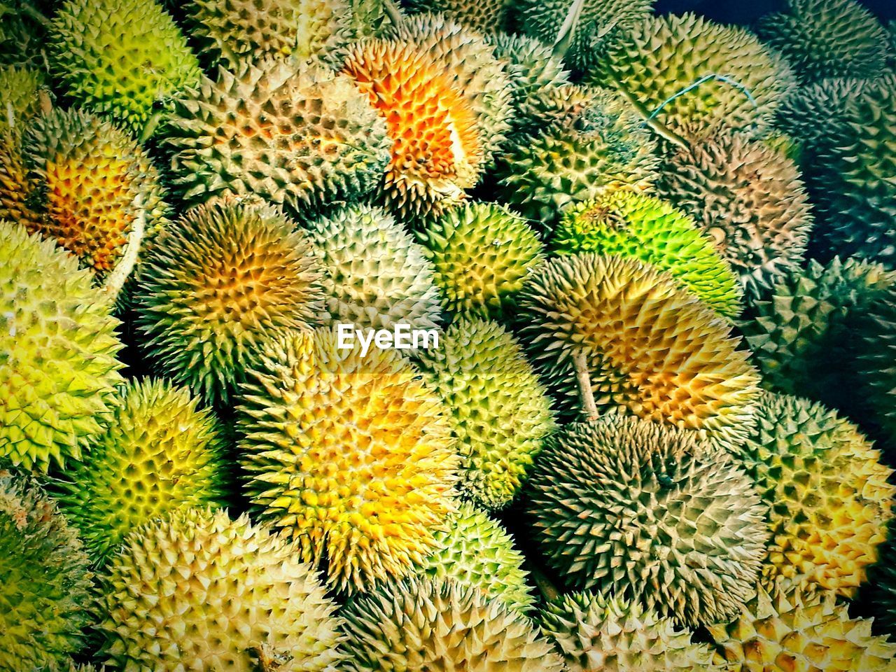 CLOSE-UP OF CACTUS