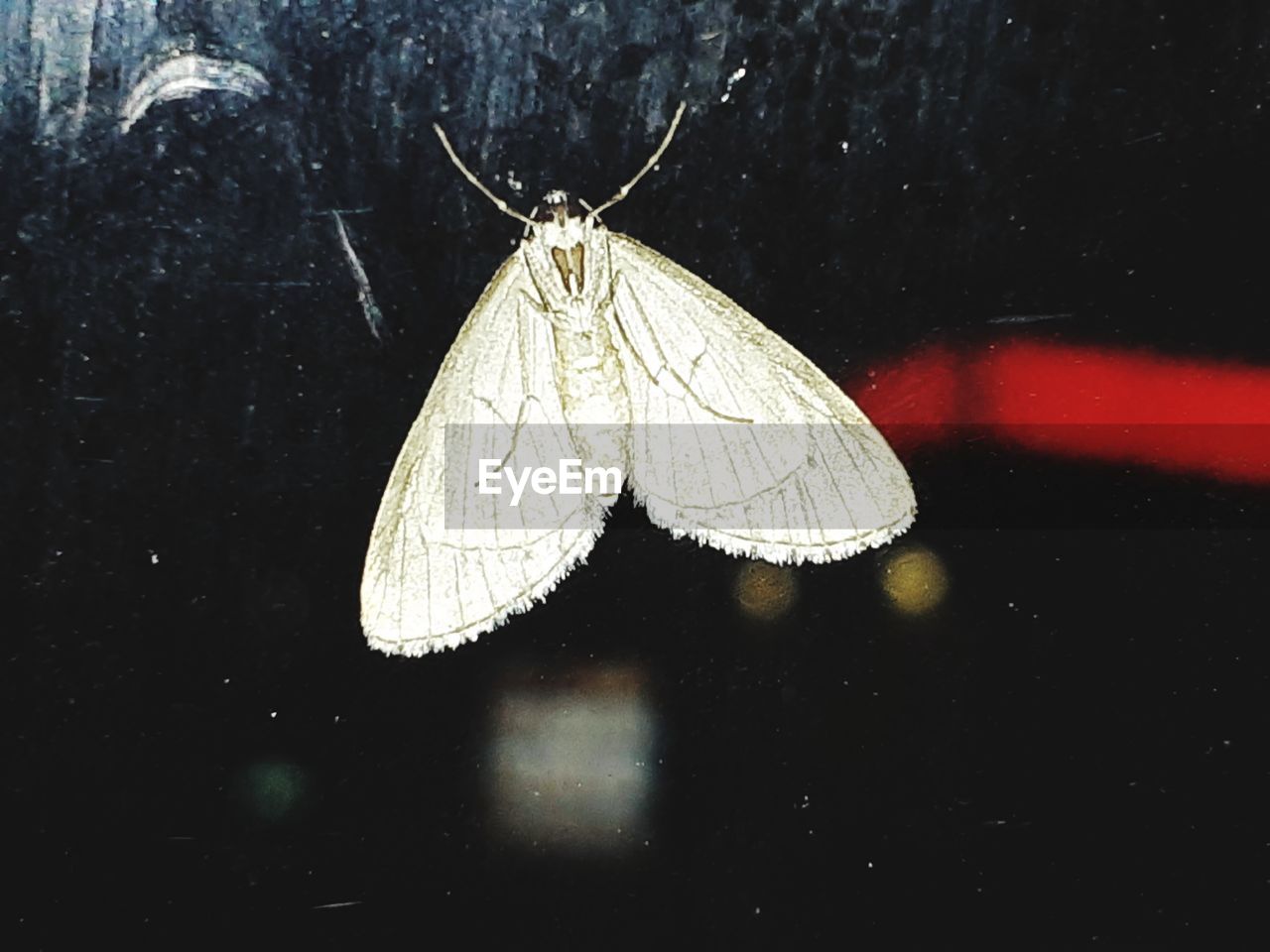 CLOSE-UP OF BUTTERFLY ON THE FLOWER