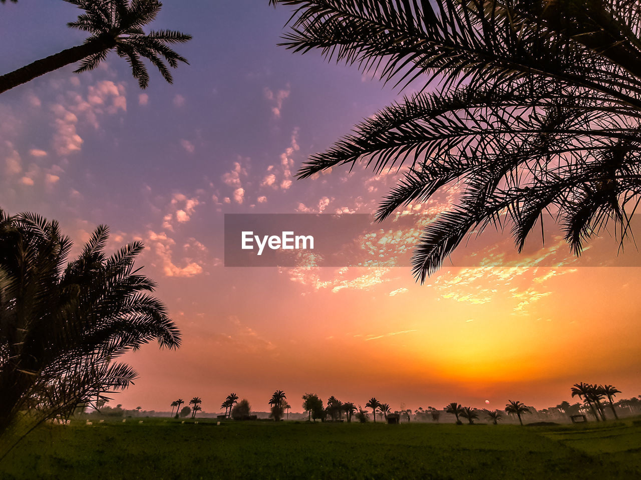 Silhouette trees on field against sky during sunset