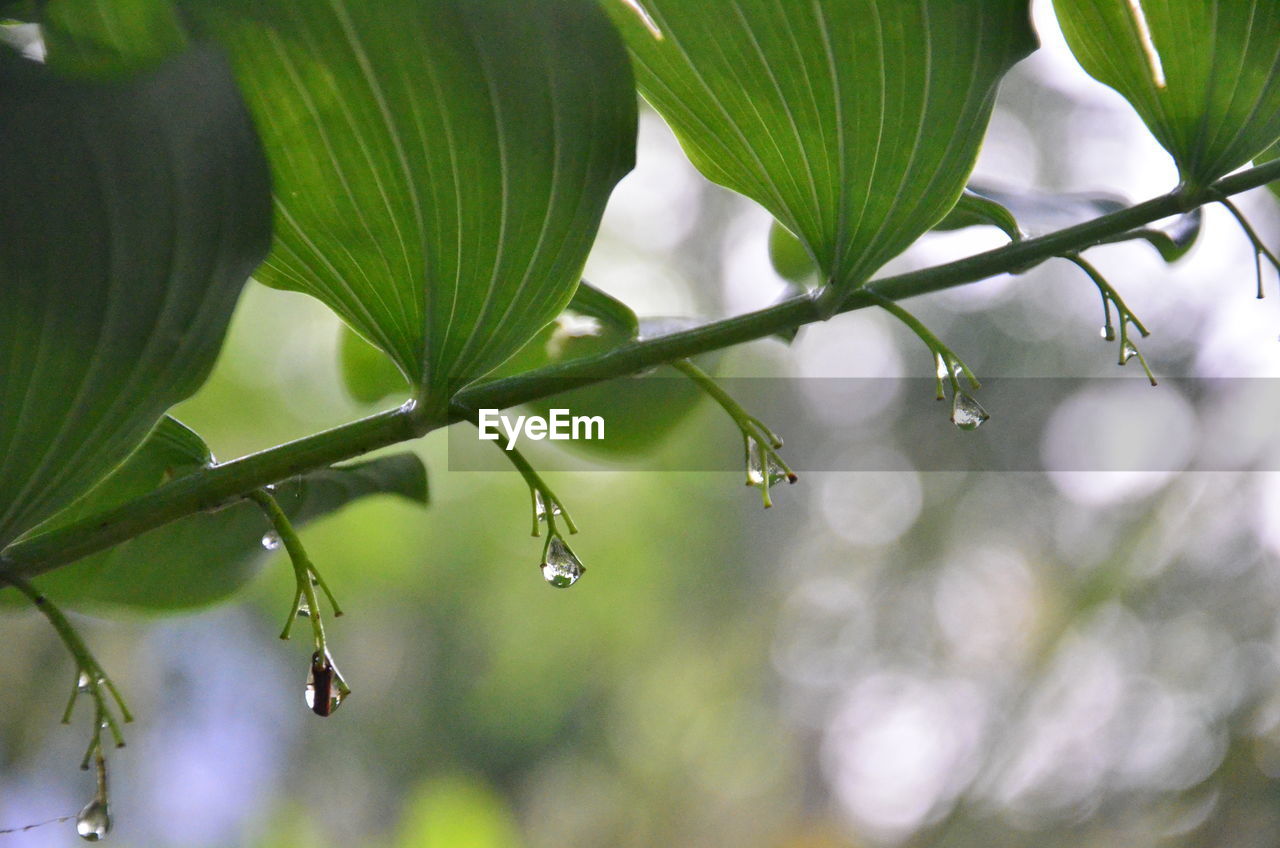 CLOSE-UP OF PLANTS