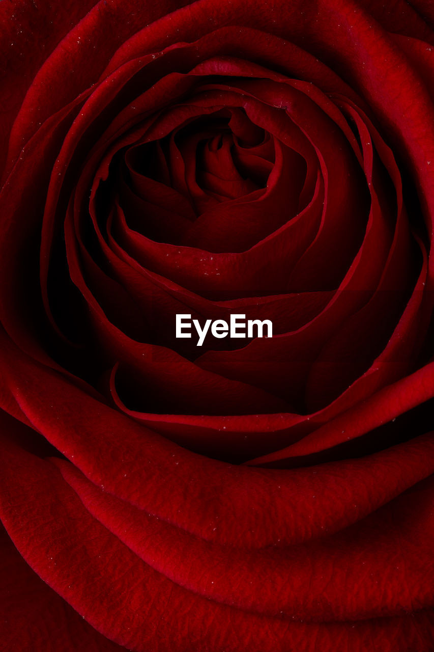 Close-up of red rose