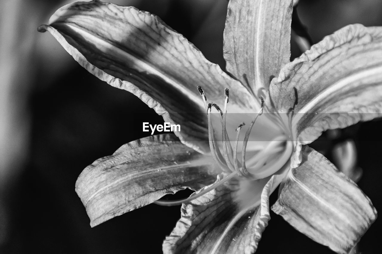 CLOSE-UP OF DAY LILY FLOWER