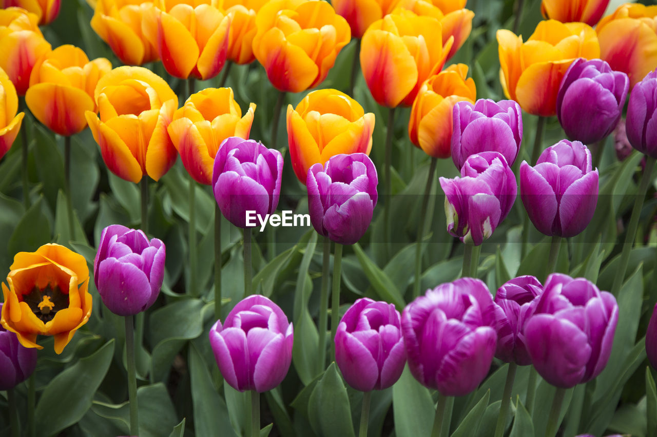 CLOSE-UP OF PINK TULIPS IN BLOOM