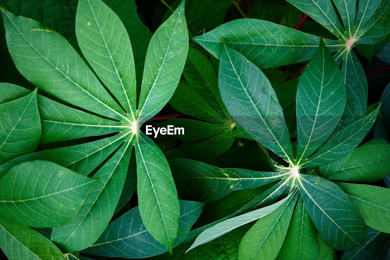 HIGH ANGLE VIEW OF PLANT LEAVES