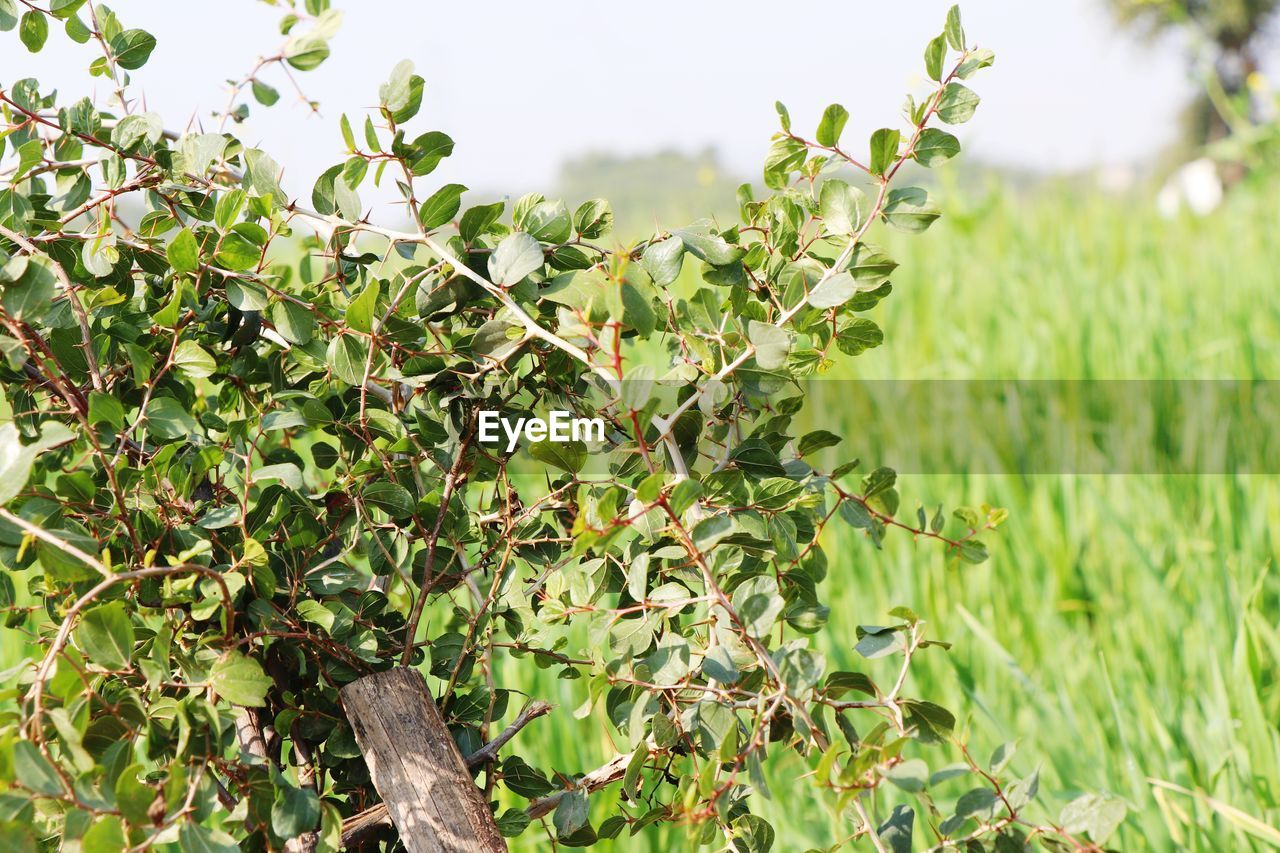 Close-up of plant growing on field