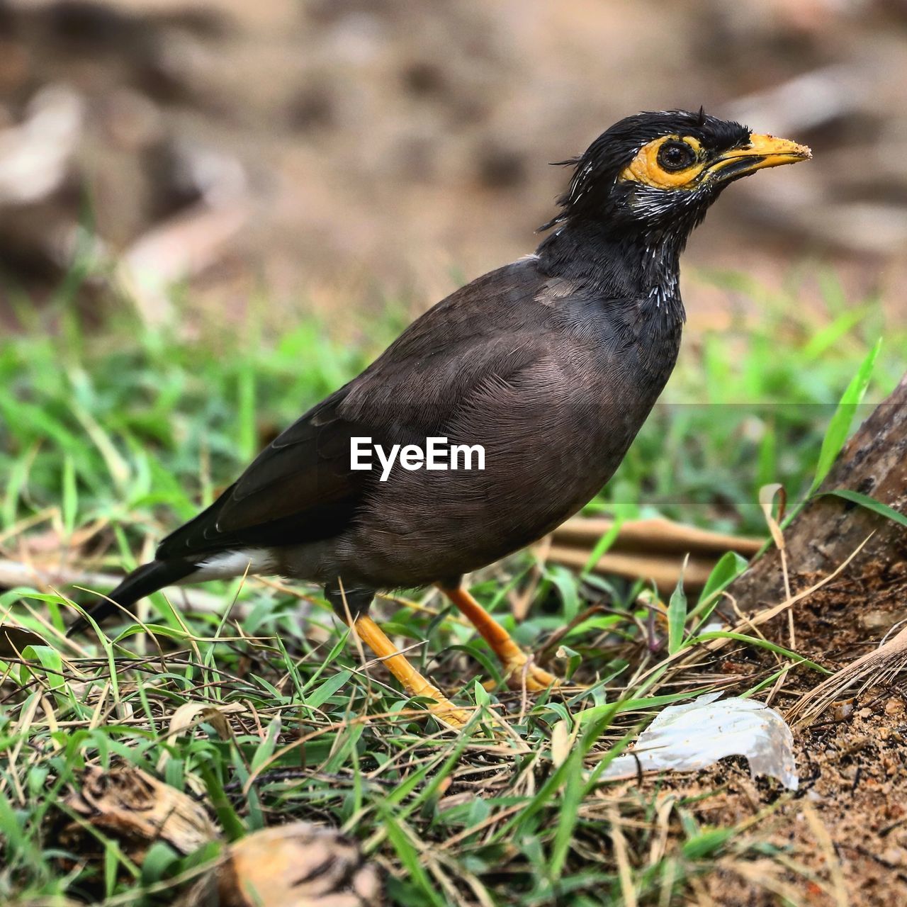 CLOSE-UP OF A BIRD