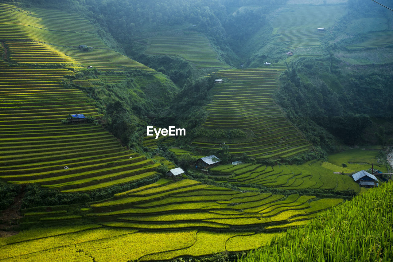 SCENIC VIEW OF RICE PADDY FIELD