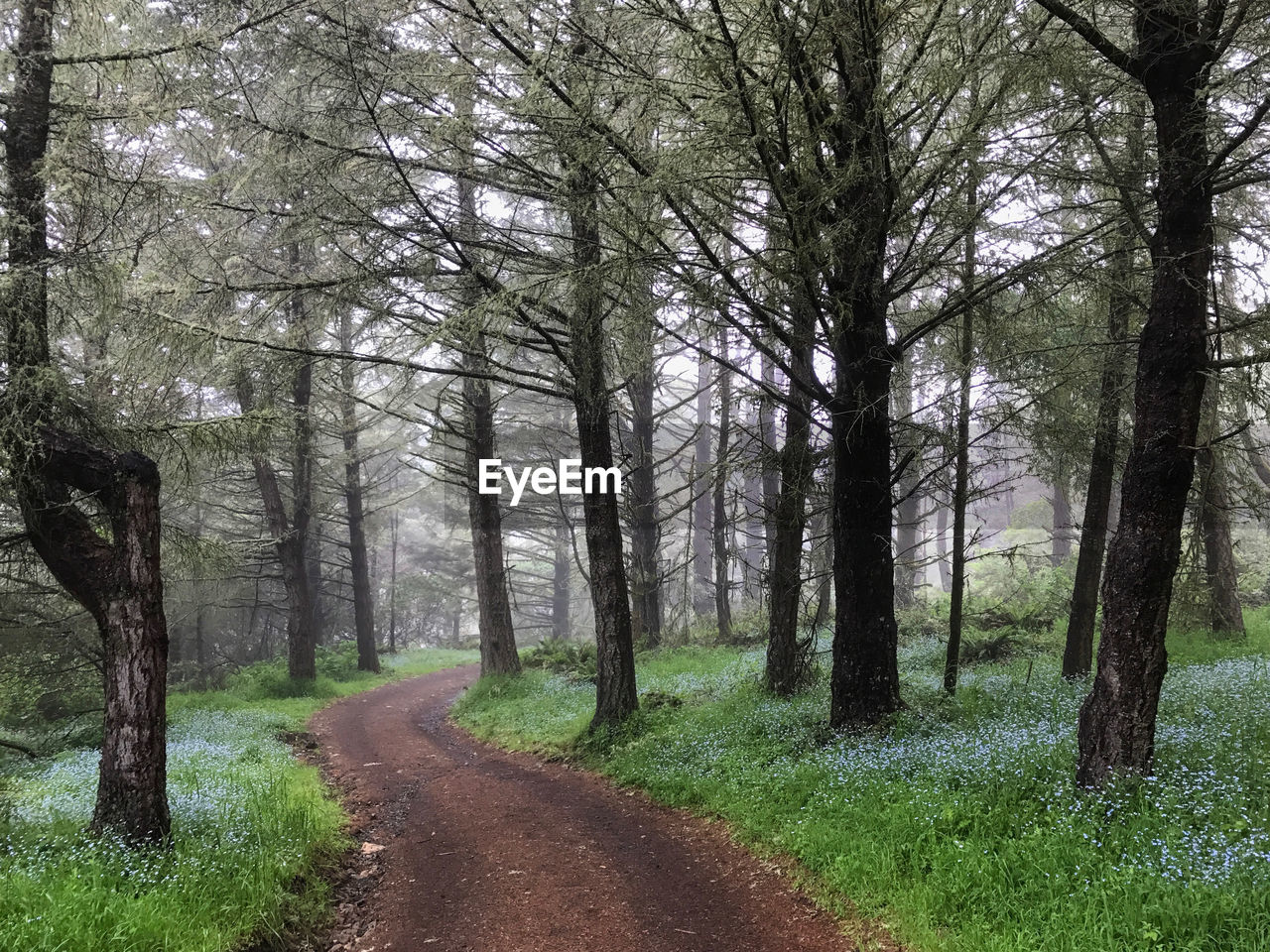 Road amidst trees in forest