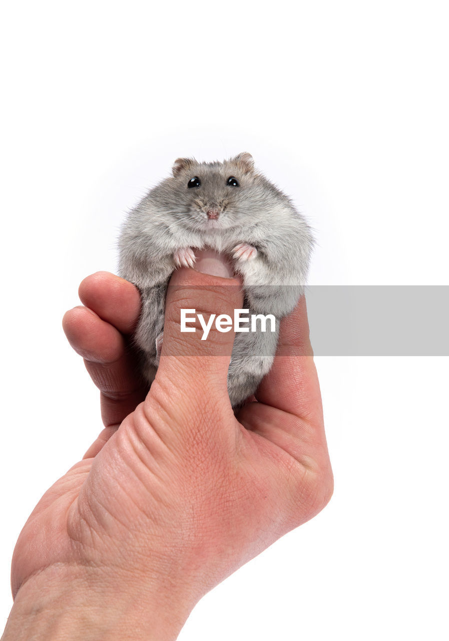 animal, hand, animal themes, holding, mouse, mammal, hamster, one animal, rodent, white background, cut out, muridae, cute, studio shot, pet, animal wildlife, muroidea, domestic animals, one person, indoors, rat, finger, close-up, young animal, lap dog, squirrel