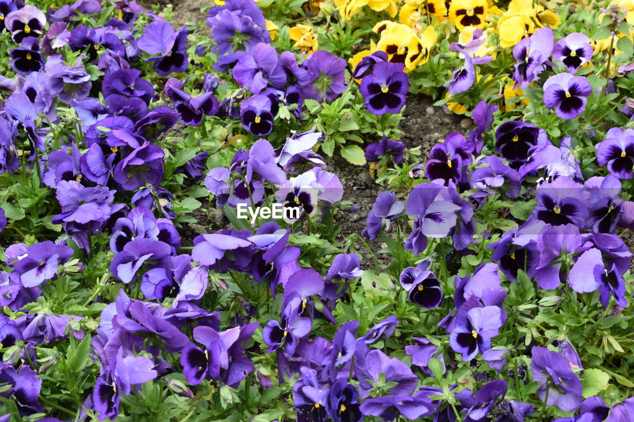 PURPLE FLOWERS ON PLANT