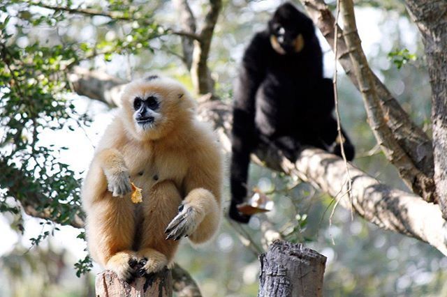 MONKEY ON TREE TRUNK IN THE FOREST