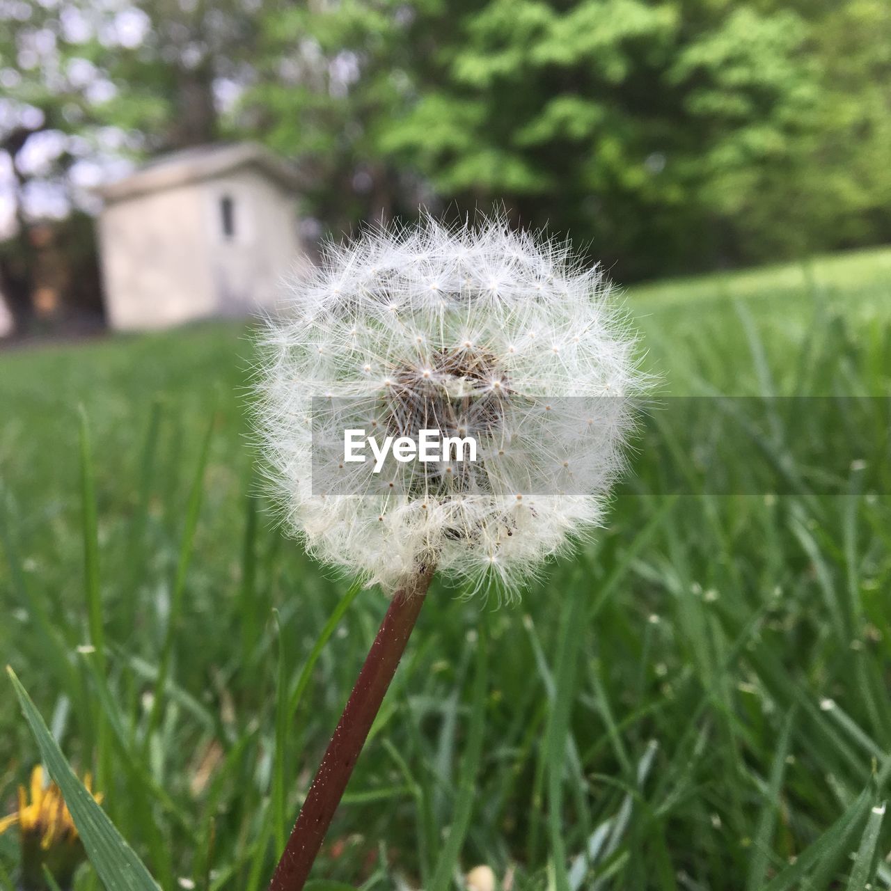 Close-up of dandelion blooming in field