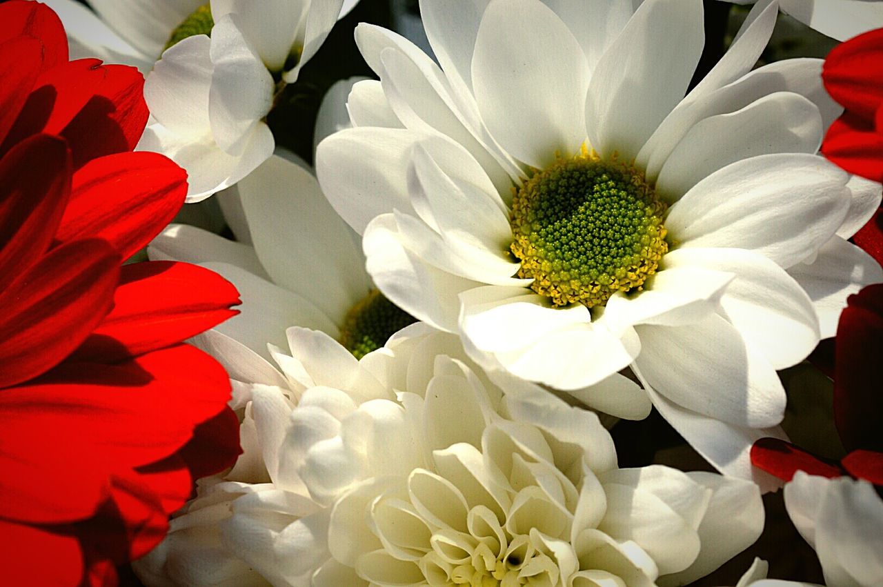 Close-up of white flowers