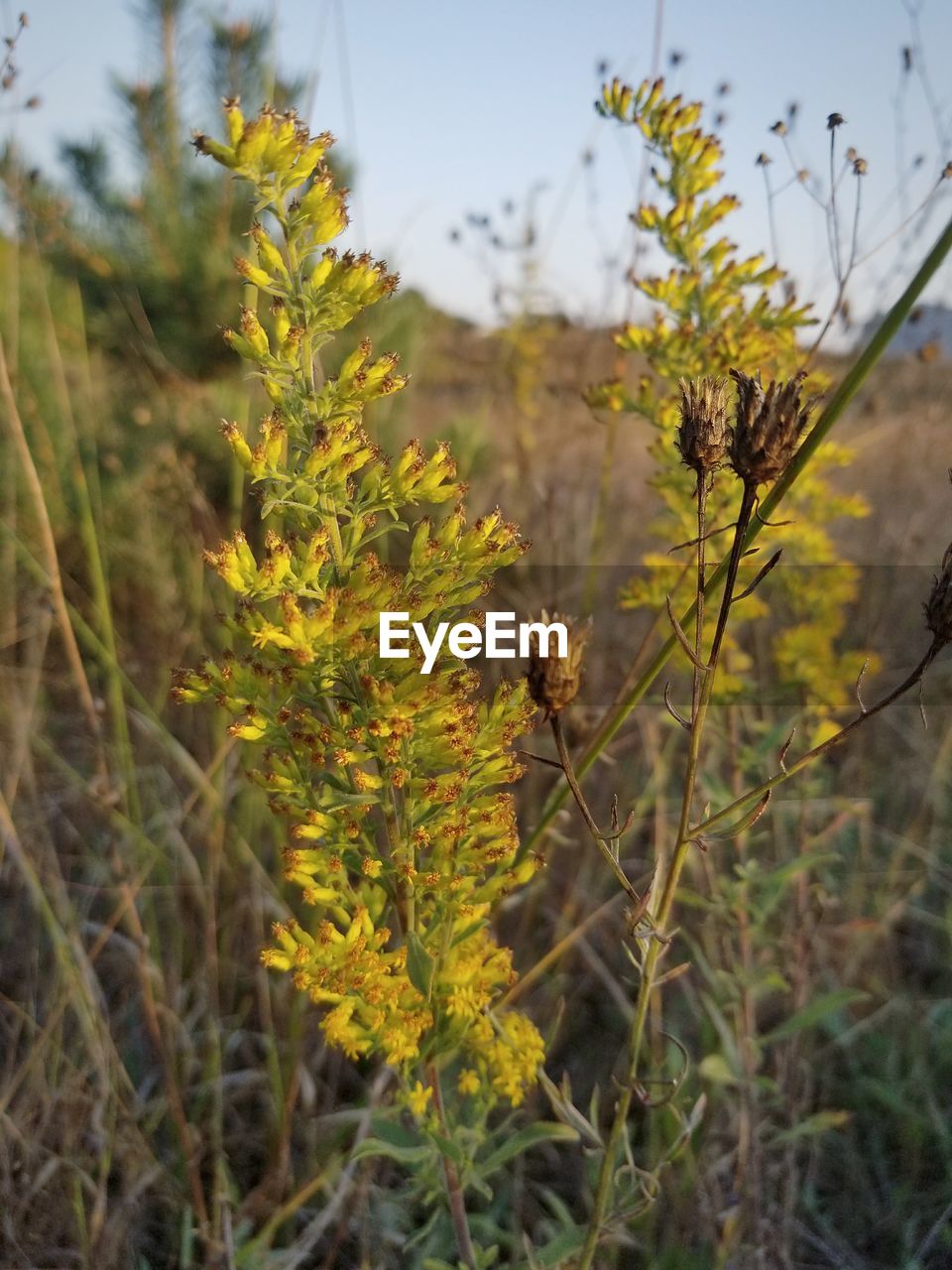 CLOSE-UP OF YELLOW FLOWER ON FIELD