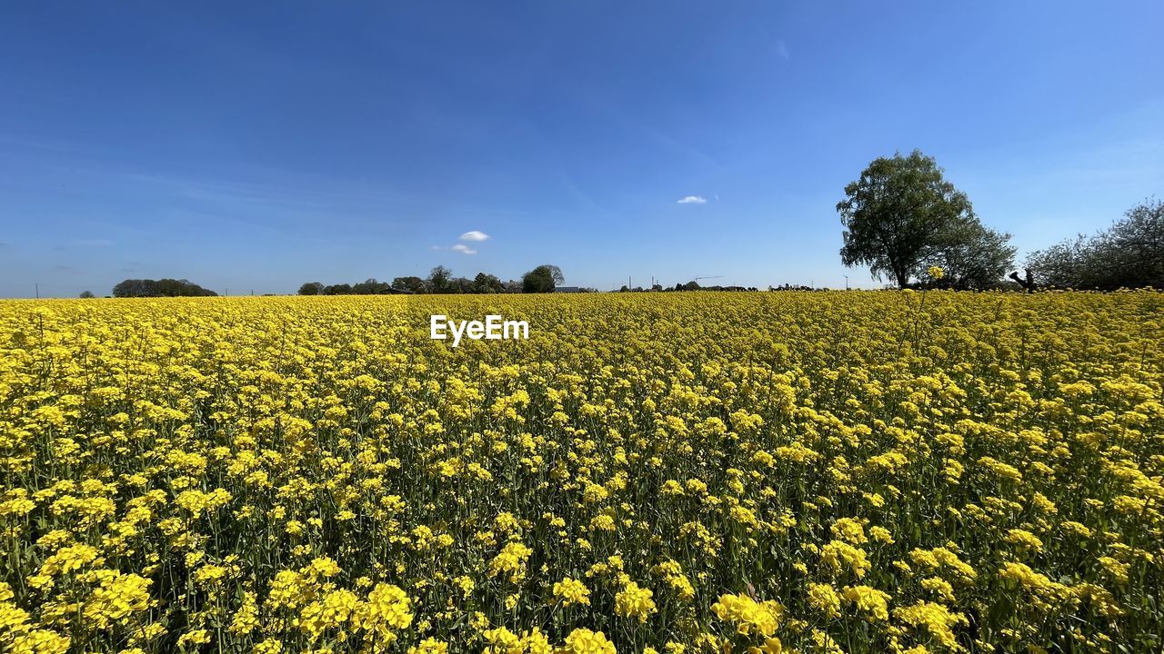 plant, landscape, rapeseed, field, sky, land, agriculture, rural scene, environment, beauty in nature, flower, yellow, crop, growth, flowering plant, produce, vegetable, nature, canola, scenics - nature, freshness, food, farm, oilseed rape, abundance, tranquility, springtime, cloud, no people, blue, tree, tranquil scene, idyllic, fragility, blossom, vibrant color, meadow, outdoors, brassica rapa, day, horizon, prairie, plain, sunlight, rural area, summer, clear sky, mustard, non-urban scene, food and drink, horizon over land, cultivated, sunny, grassland