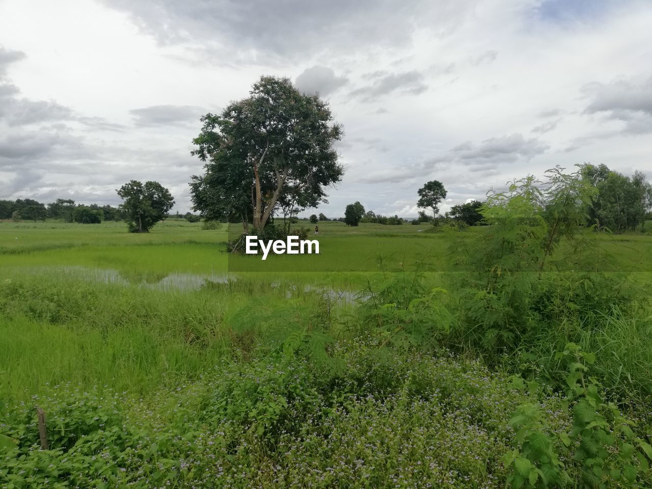 TREES ON FIELD