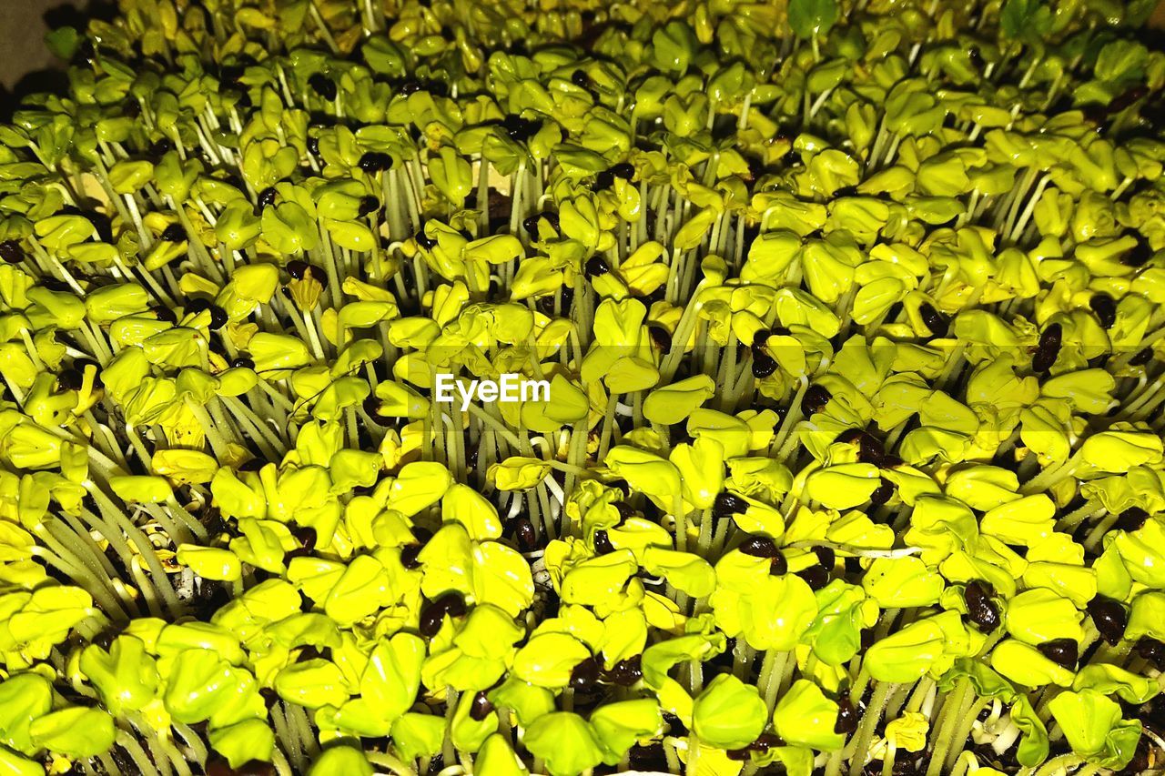 CLOSE-UP OF YELLOW FLOWERS