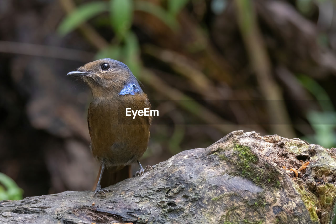 CLOSE-UP OF PARROT PERCHING ON ROCK