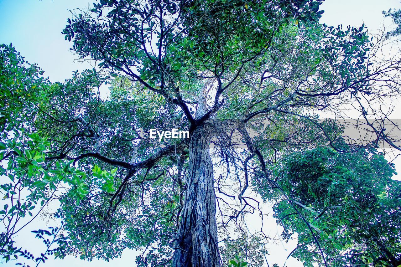 LOW ANGLE VIEW OF TREE AGAINST SKY