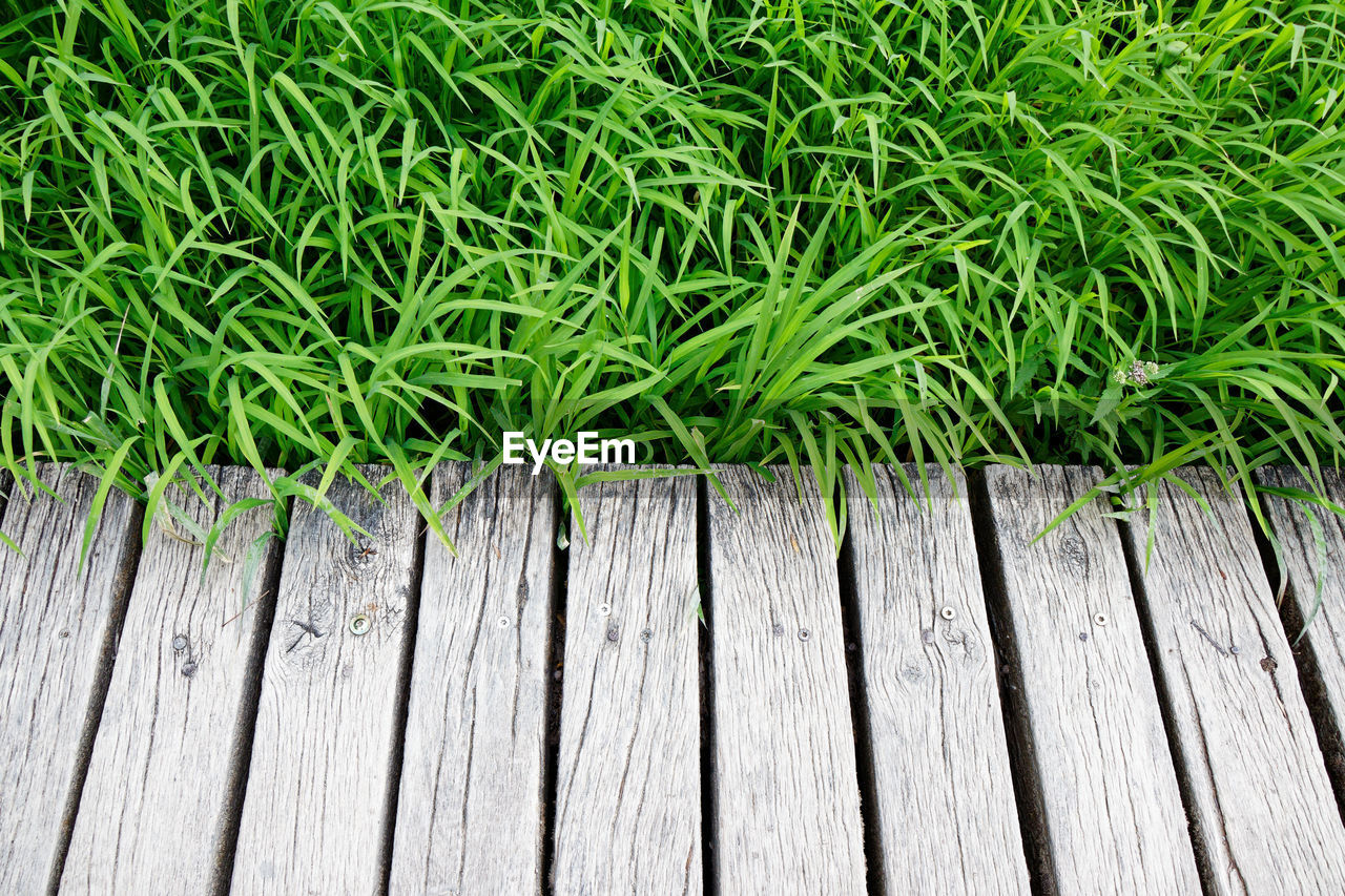 View on green bamboo plants in the wilderness