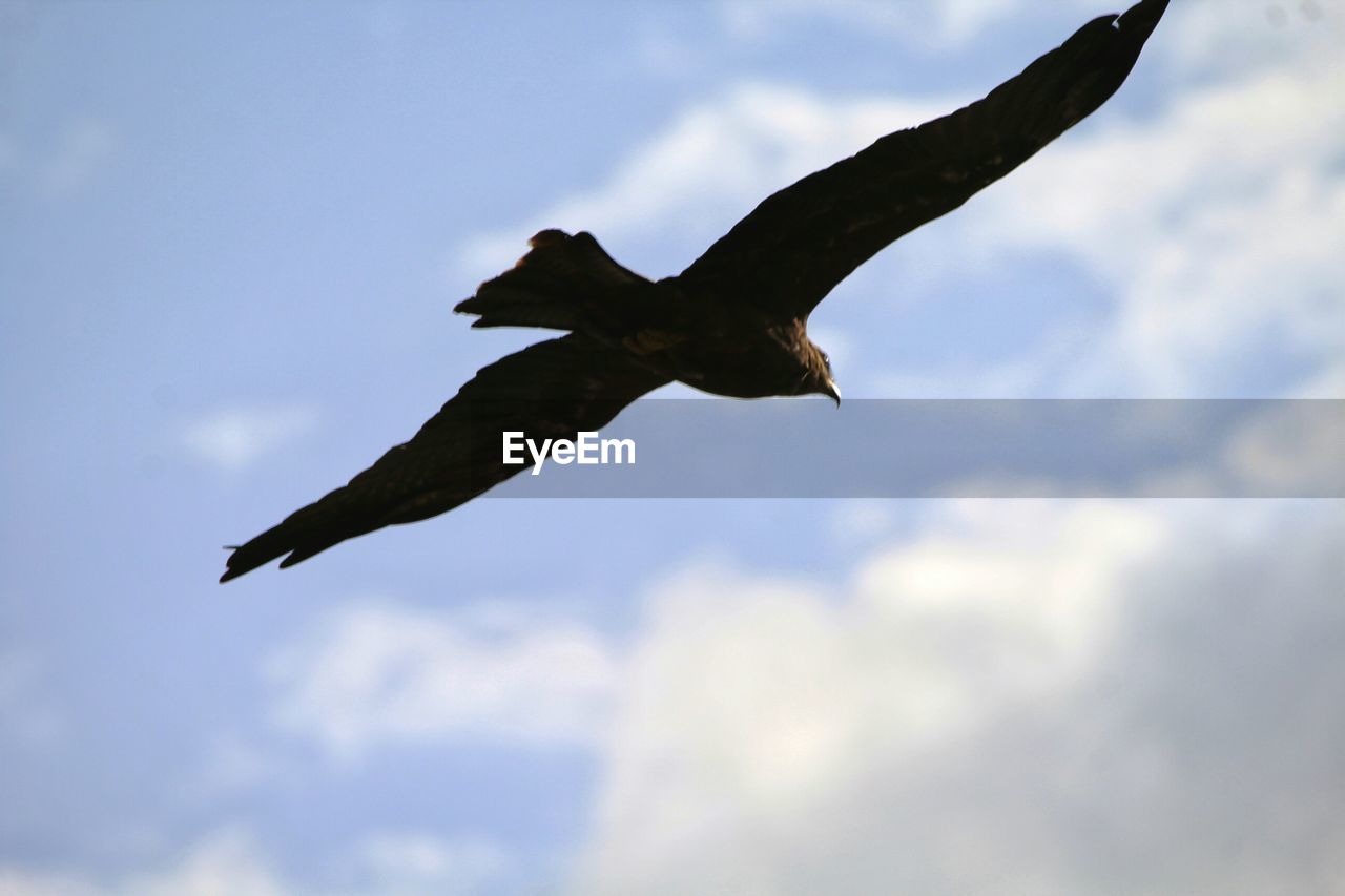 LOW ANGLE VIEW OF EAGLE FLYING IN SKY