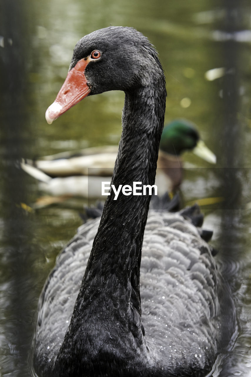 BLACK SWAN SWIMMING ON LAKE