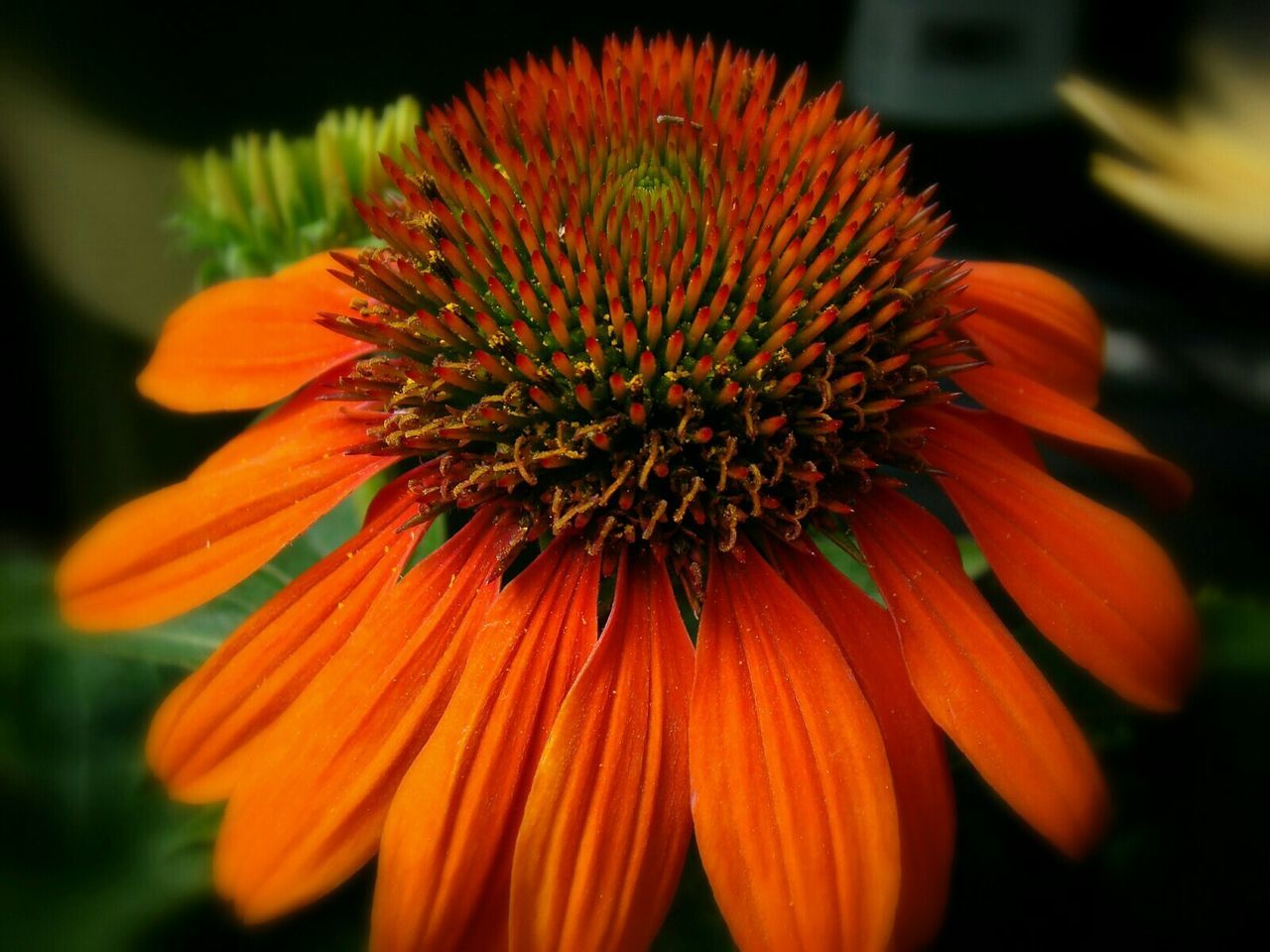 CLOSE-UP OF CONEFLOWER