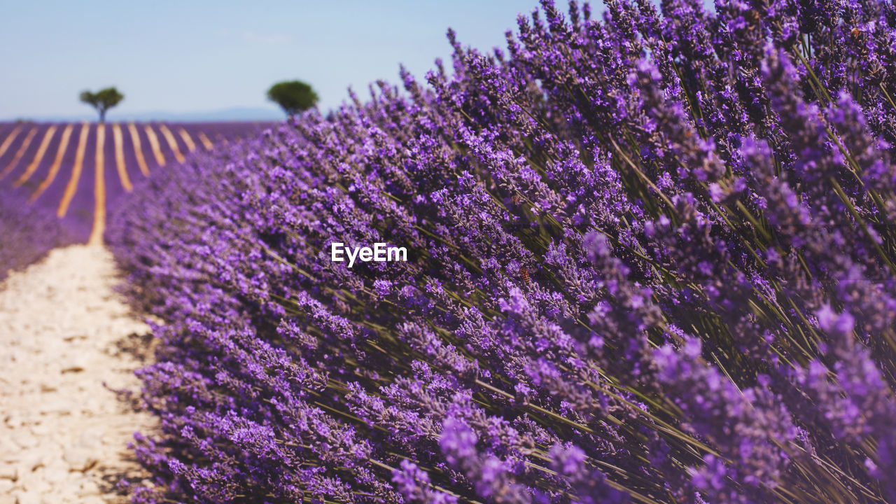 Fragrant lavender flowers at beautiful sunrise, valensole, provence, france, close up