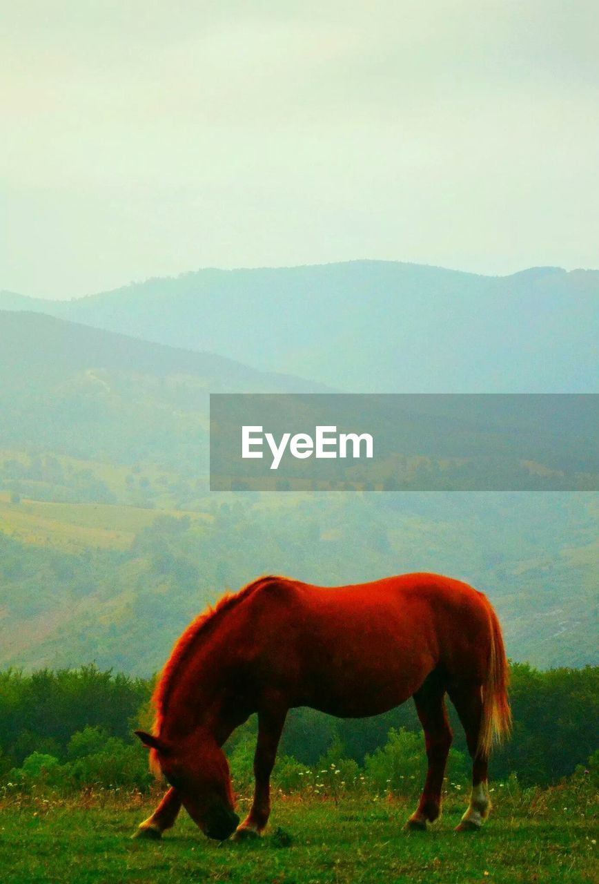 View of horse grazing in pasture