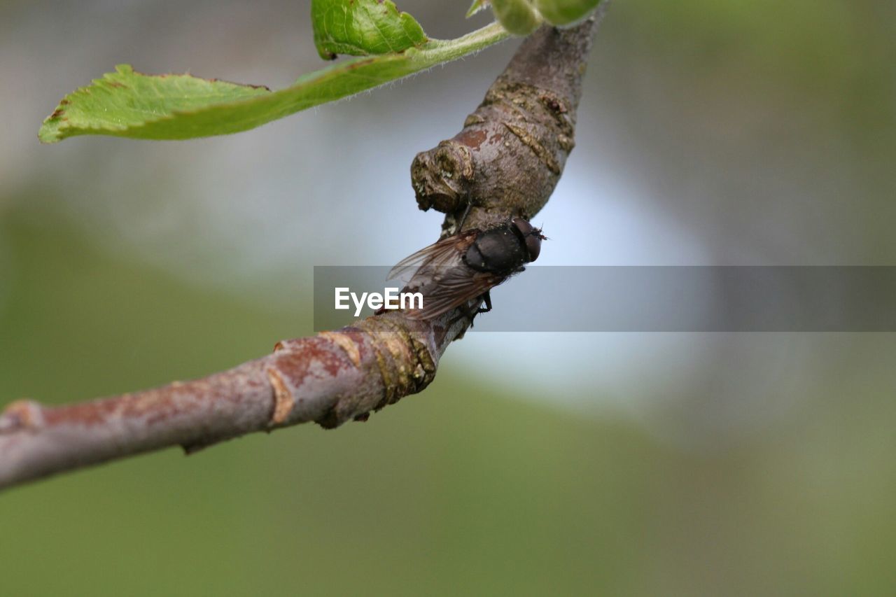 Close-up of insect on twig