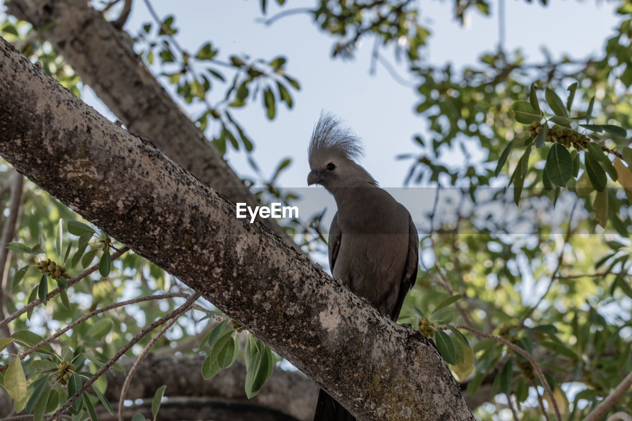 LOW ANGLE VIEW OF PIGEONS PERCHING ON TREE