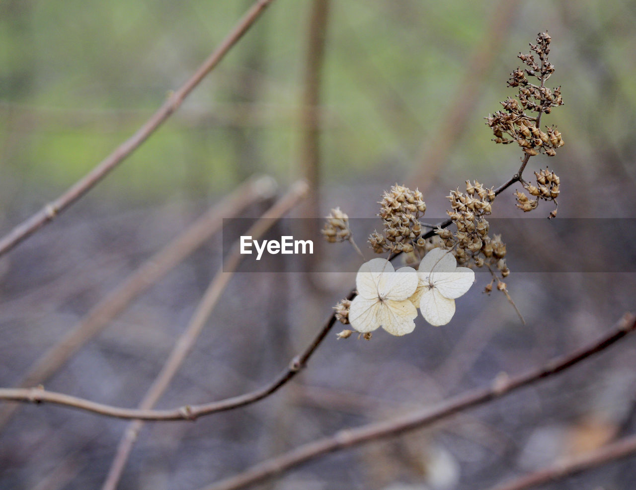 CLOSE-UP OF WHITE FLOWERS BLOOMING IN PARK