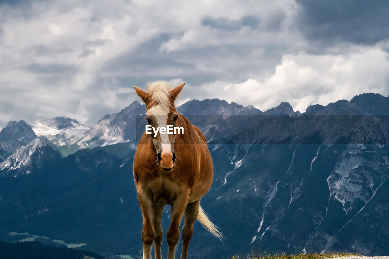 View of a horse on mountain